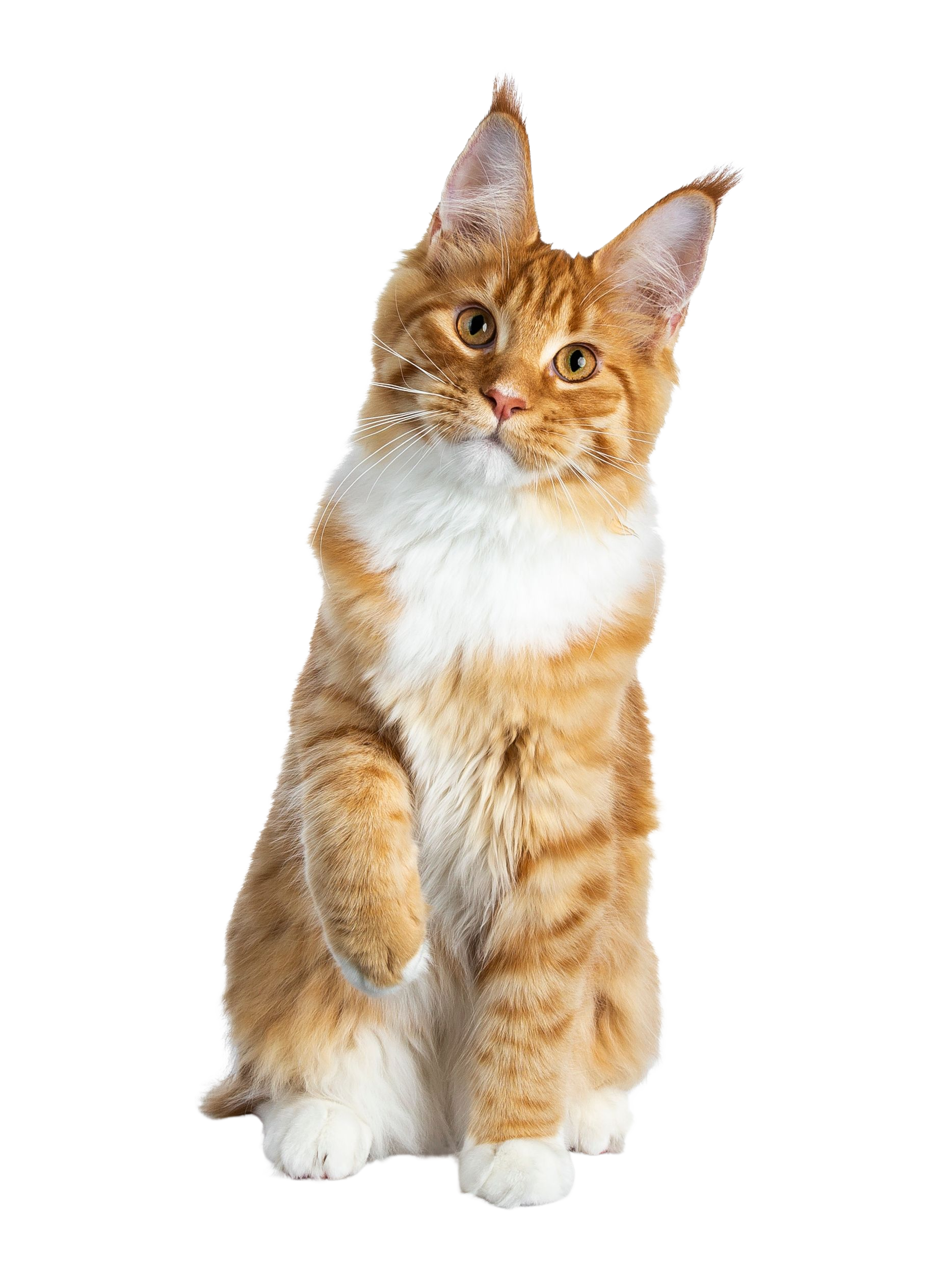Shutterstock_1142112458