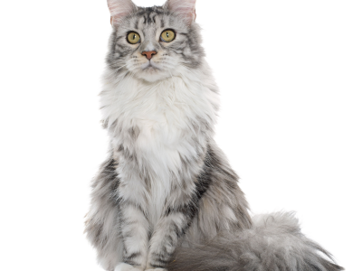 Maine Coon Ownership